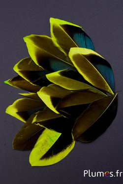 Pétales en plumes - 5-8 x 3-4 cm - lime-noir